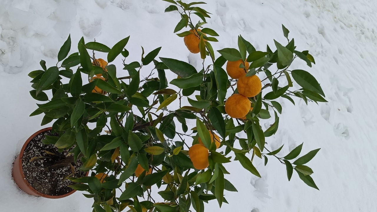 ventura lemandarin snow
