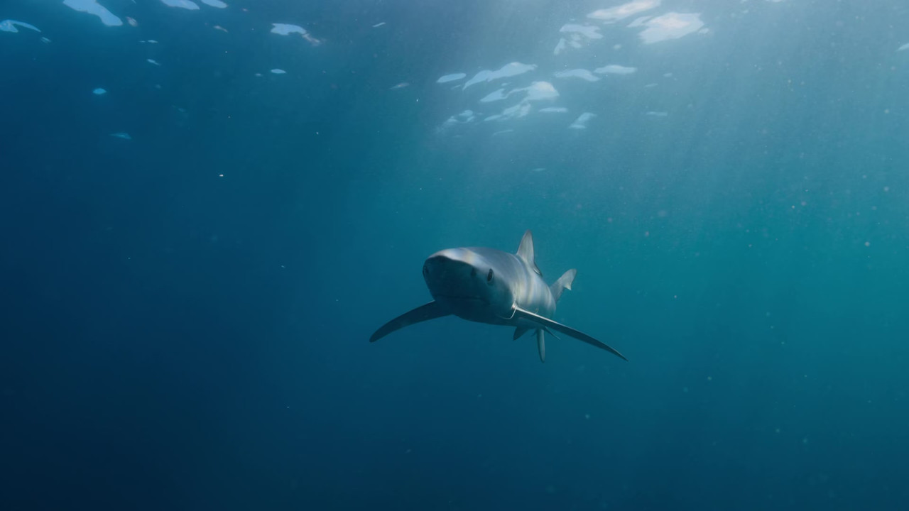 Our Planet 2019 Season 1 S01 1080p NF WEB DL x265 HEVC 10bit EAC3 Atmos 5 1 Garshasp QxR