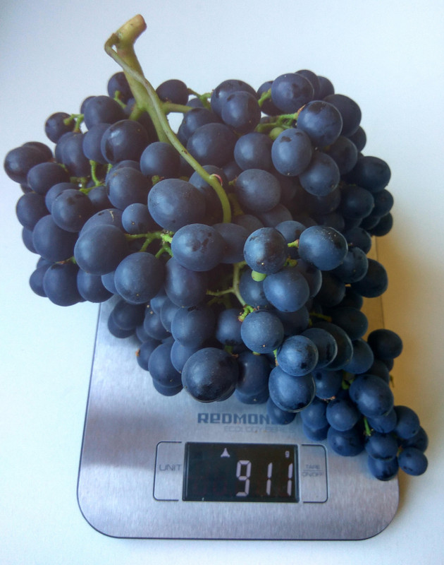 Астраханский розовый фото одной их двух гроздей с одного побега 