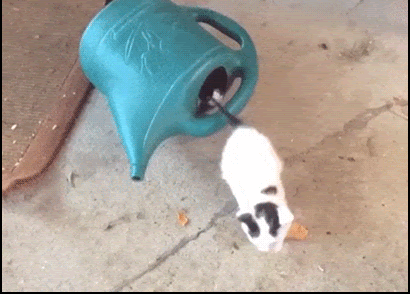Amazing-Kitten-GIF-How-many-kittens-can-get-into-a-watering-can-Just-incredible-ok-cats.gif