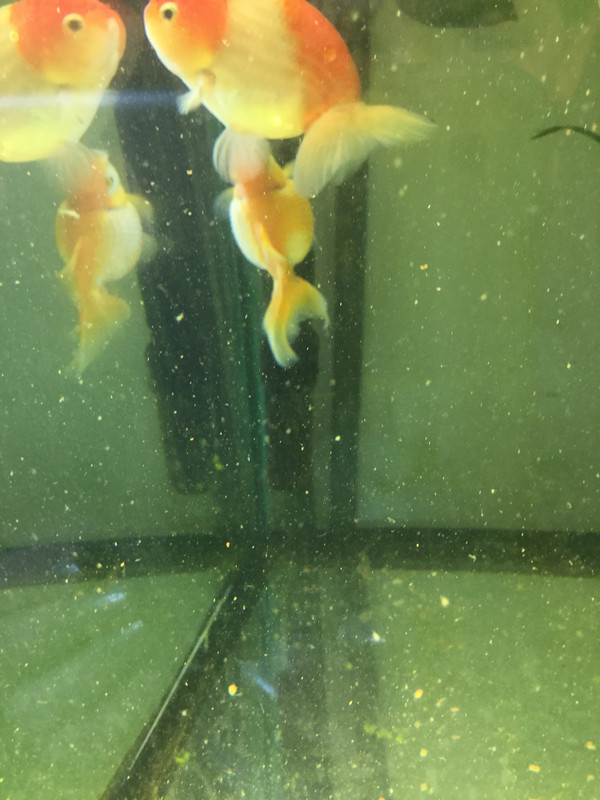 1CFCEEFF-E8A9-4181-A18E-CE6546529F61