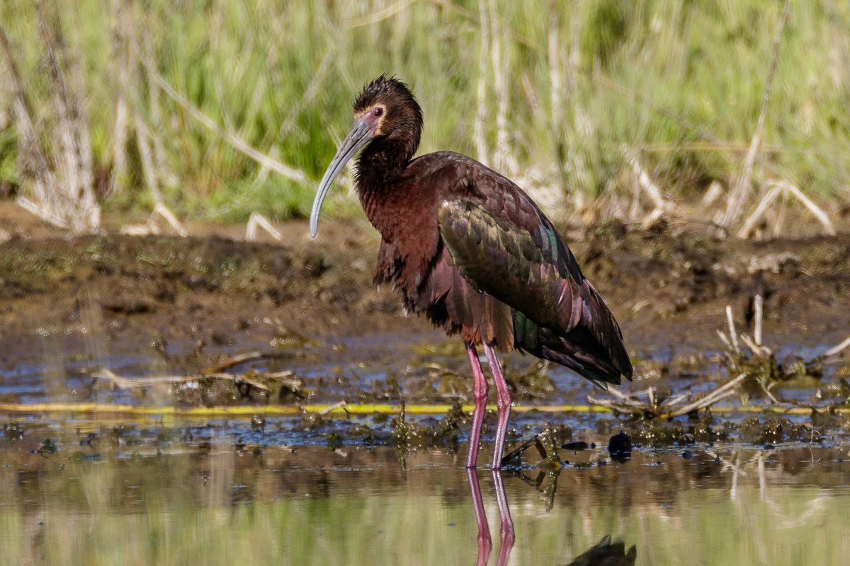 White-faced Ibis-21