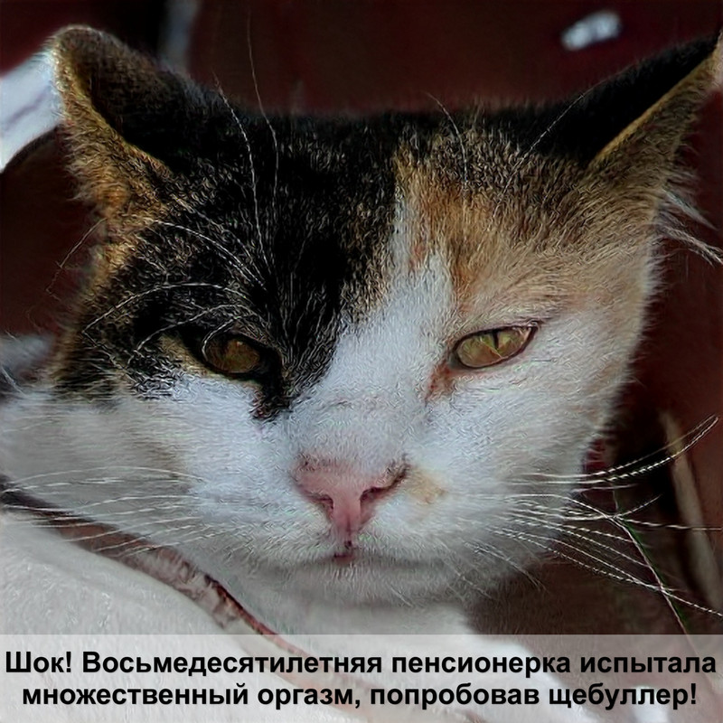 кавказская лесная кошка фото