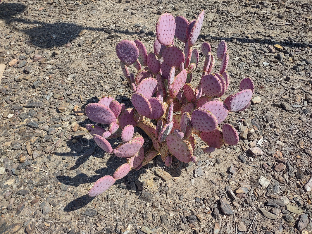 IMG_20250405_104028907_HDR