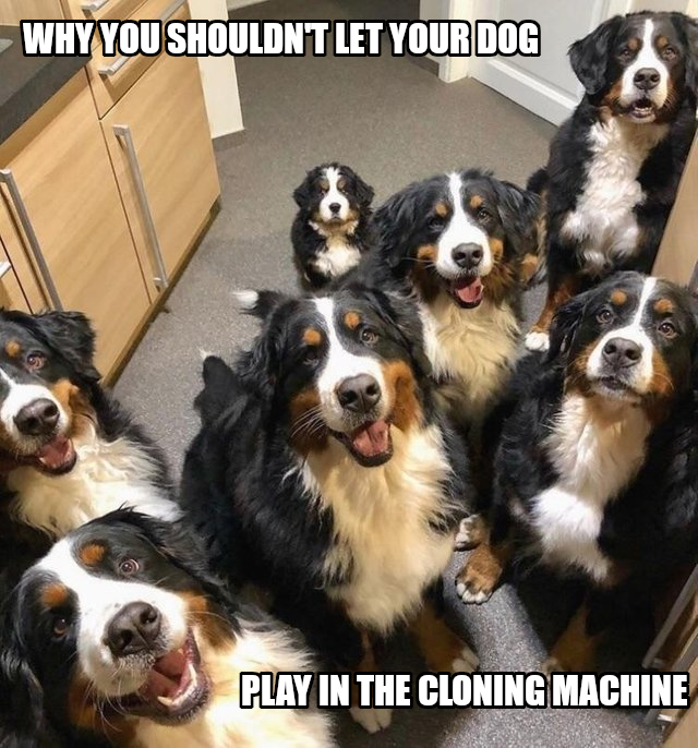 cloned-dogs.jpg