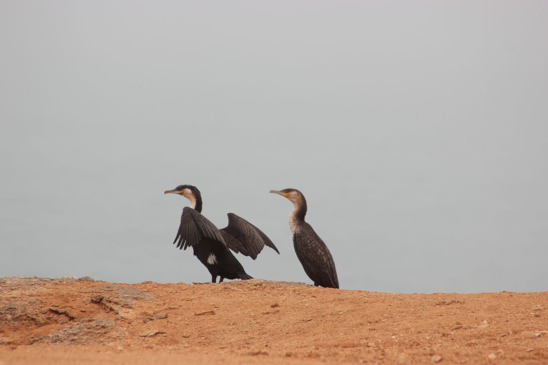 El Sahara Occidental - Blogs de Marruecos - Cap Drâa (12)