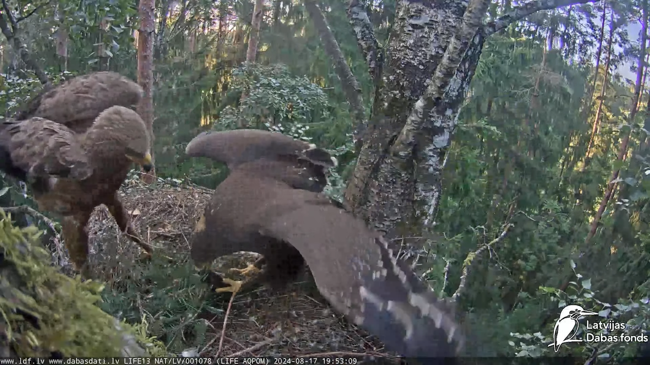Mazais ērglis (Clanga pomarina), ligzda bērzā - LDF tiešraide 15-45-19 screenshot