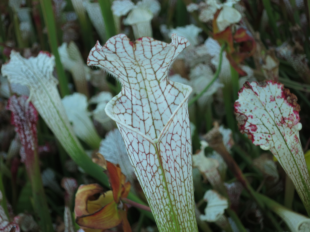 Tall, vigorous, 2019-09-13