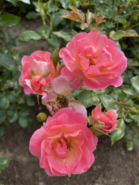 https://i.postimg.cc/SQZj8w59/IMG-5332.jpg