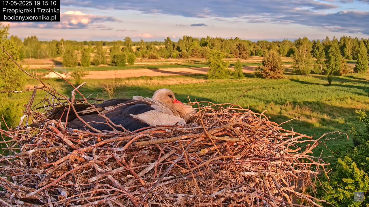 17052025bociany42