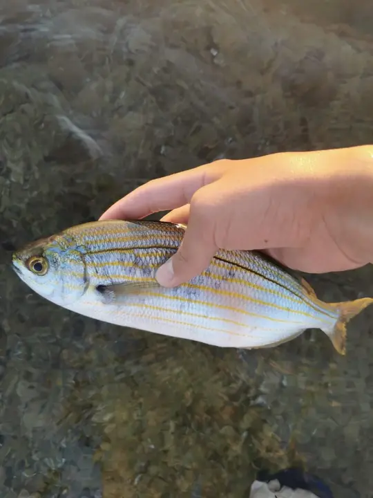 sarpa