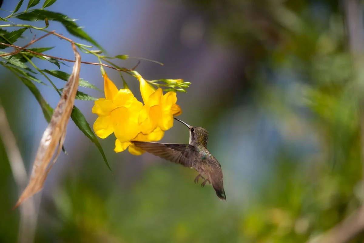Atrae colibríes con flores amarillas, conoce estas tres plantas