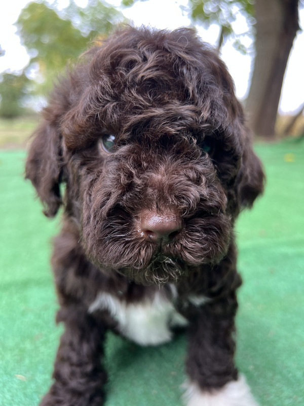 Lagotto Romagnolo female puppy for sale – Ideal Dale Europa – 48 days old – photo 6 – brown coat with white left paw and chest blaze