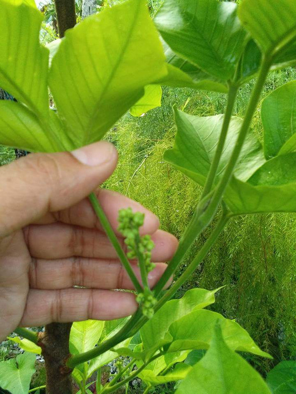 FB_IMG_1492686824863