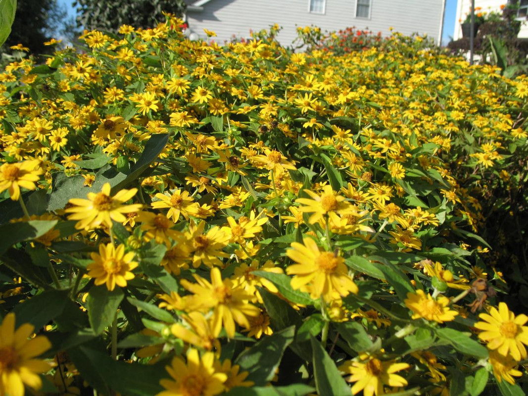 Lawn and Gardens 10.16 (9)