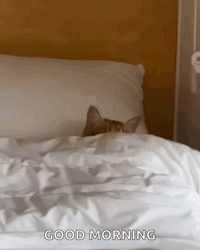 catinbedtenor.gif