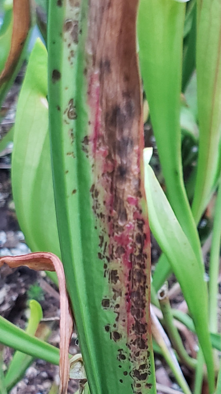 melanotic spotting syndrome plant Help! Pitcher Disease/Bug/Spotting Problem!