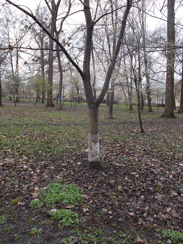 https://i.postimg.cc/SQfLnxWT/002.jpg