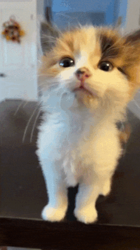 Kitten58vt-ezgif-com-resize.gif