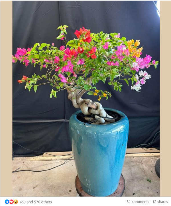 [Image: 2024-07-06-085743.jpg]