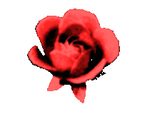 rosa1.gif