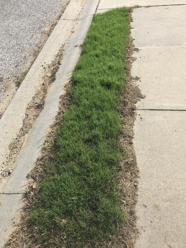 Am I Too Late To Overseed In Nj The Lawn Forum