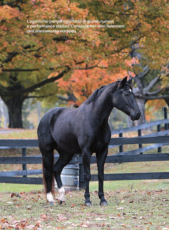 Il Mio Cav (Dic- 2021-Gen 2022) 8