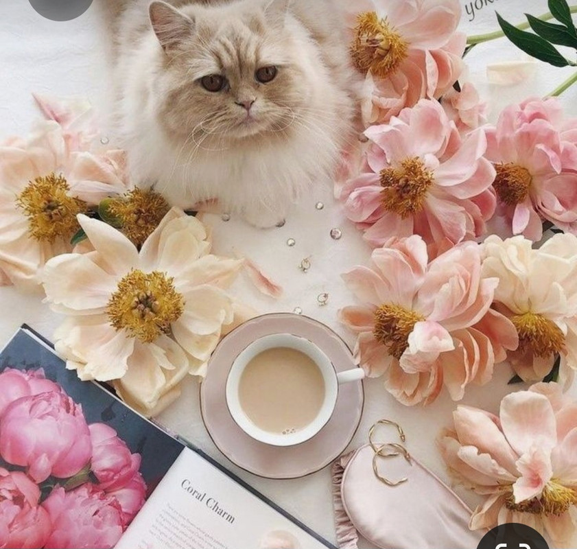 Screenshot_20230307_001002_Pinterest