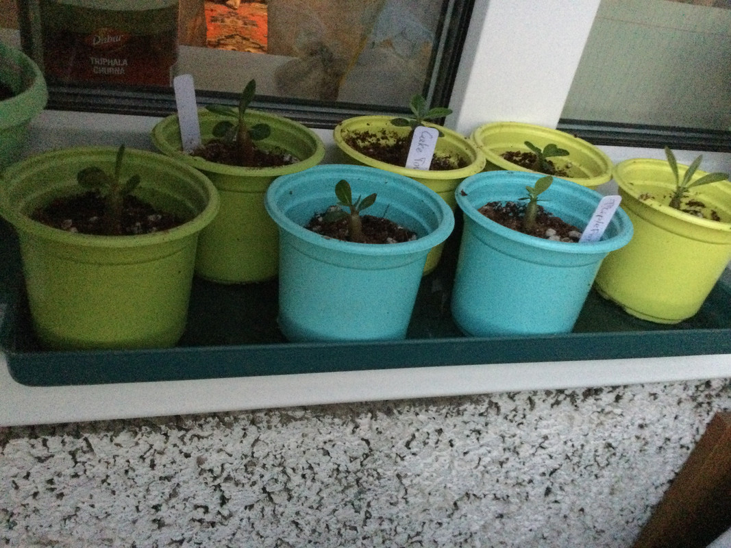 446790E0-F860-4D97-AB06-7F75133515C3