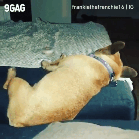 tumblr-p5uatl-Iioo1tpri36o1-400.gif