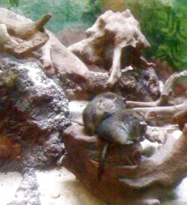 Zoosleepingdormouse