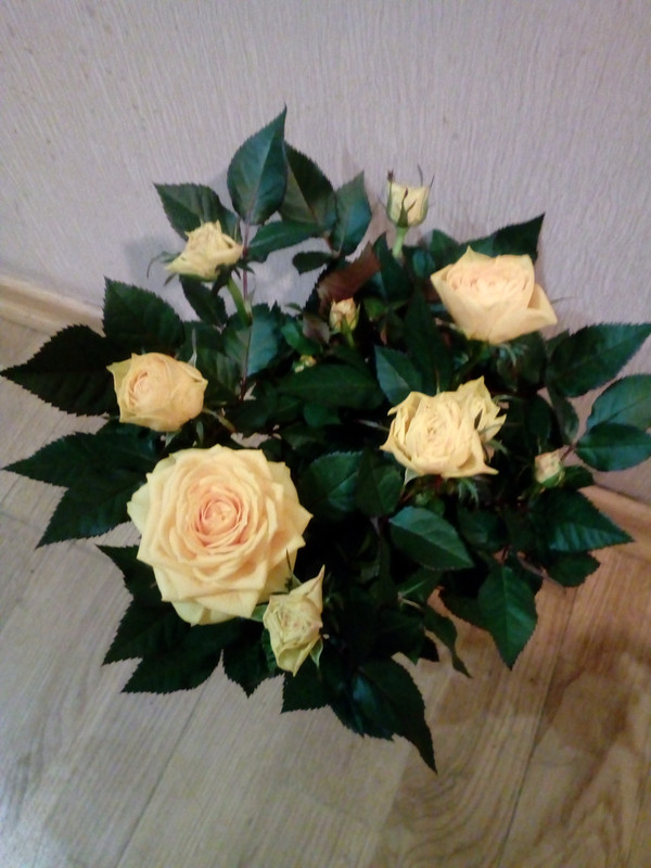 IMG_20180114_231250_1CS