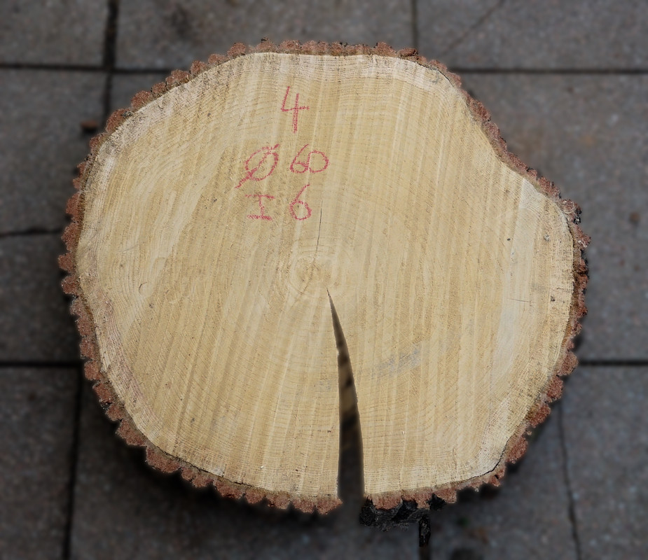 Eiken boomstamschijf 4