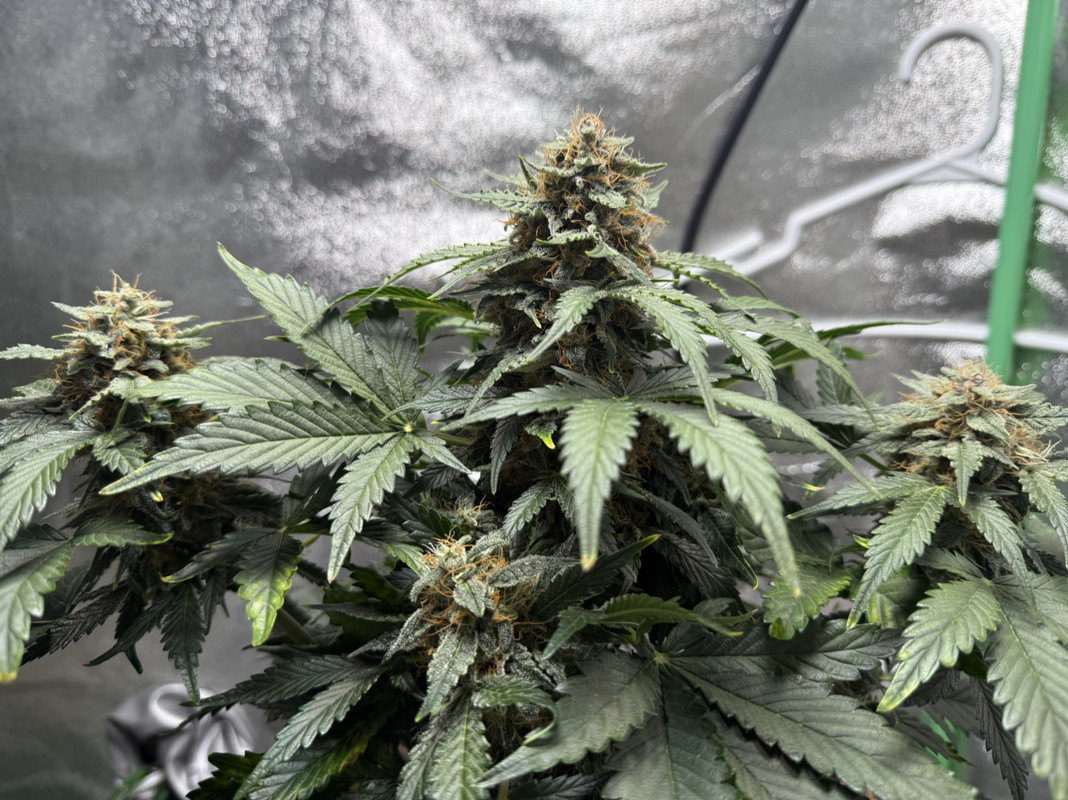 ADA24106-0A5A-48B1-B10D-C9F5BCB78B07