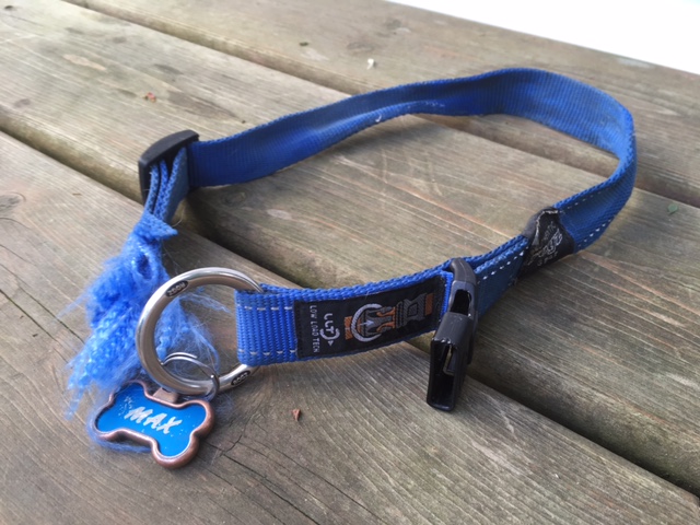 Max's collar pic