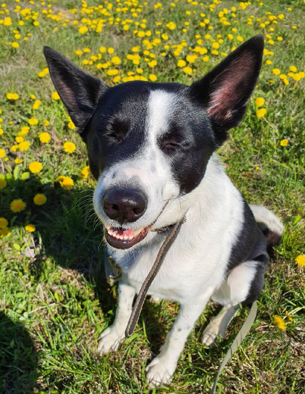 Zigzag with closed eyes in the sun