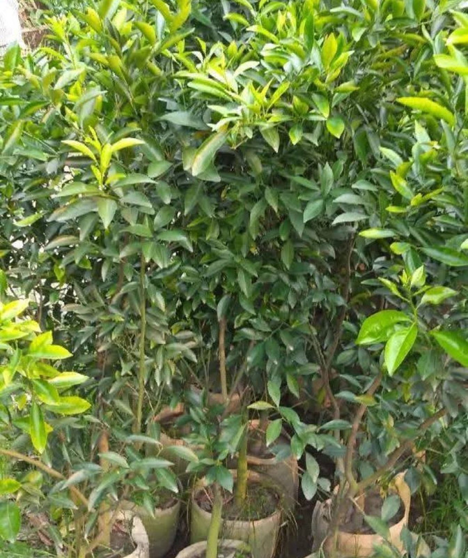 দার্জিলিং কমলা গাছ ও চারা