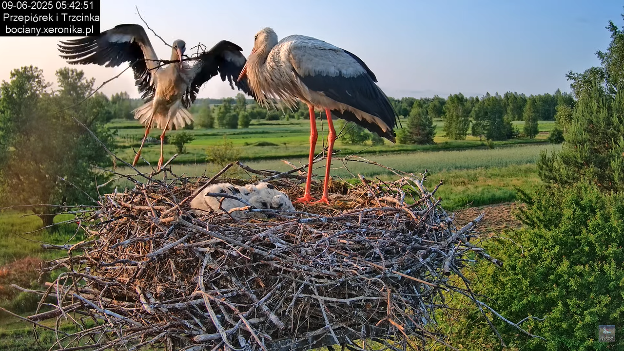 09062025bociany12