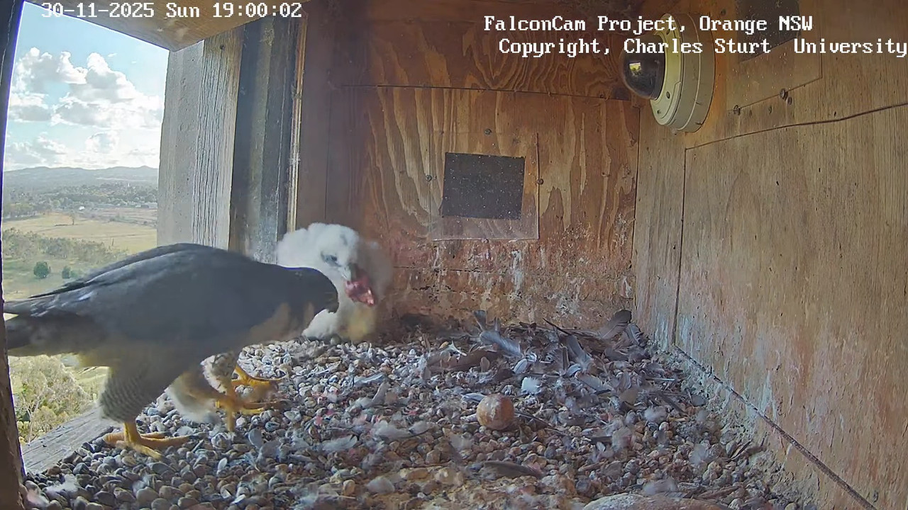 Kastes kamera Falcon Cam Project LIVE 14 49 37 screenshot (2)