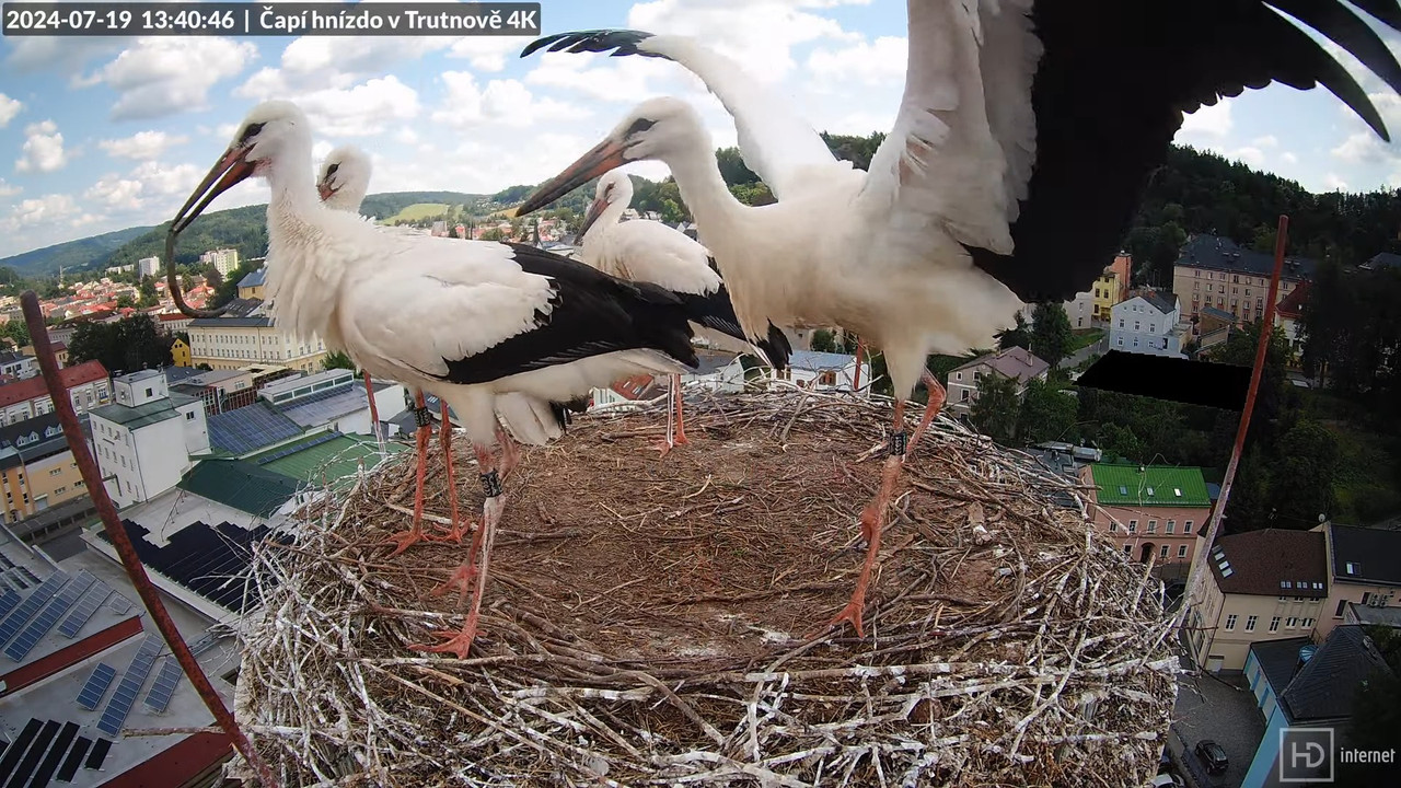 Tiešraidē no stārķa ligzdas uz alus darītavas skursteņa Trutnovā 15-0-59 screenshot