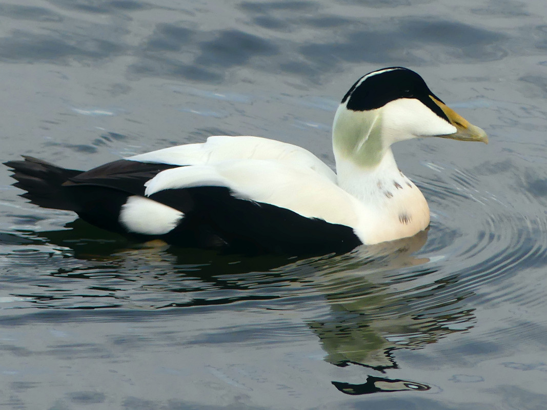EIDER DUCK 5