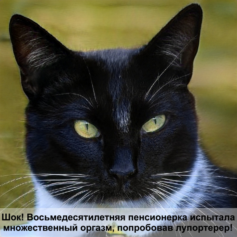 виды окрасов ориентальных кошек