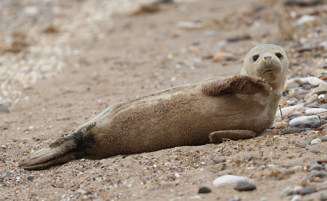 Foca bebé parece tener ataques de risa mientras se relaja en la arena