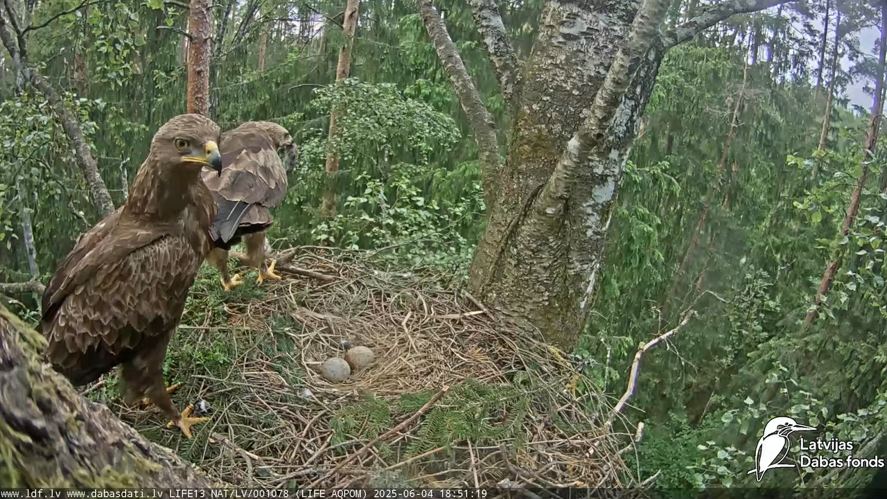 Mazais ērglis (Clanga pomarina), ligzda bērzā 13-38-5 screenshot