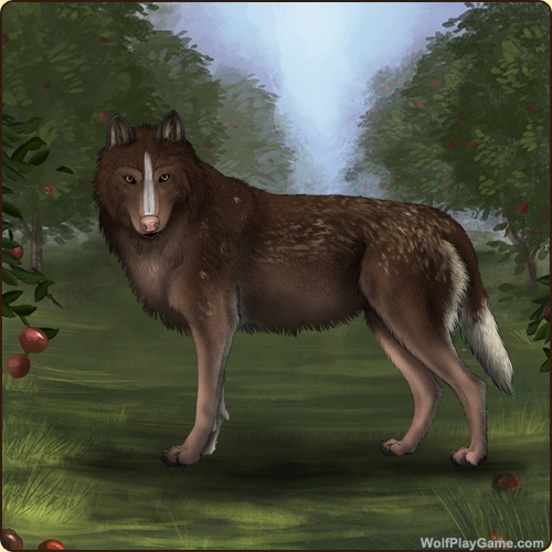 Rachel_wolf.jpg