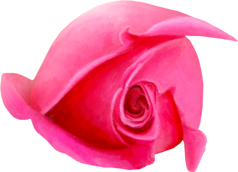 Rose10