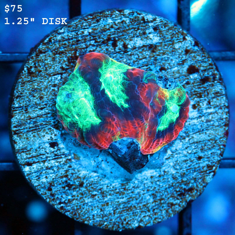 IMG_7282_1024x1024@2x