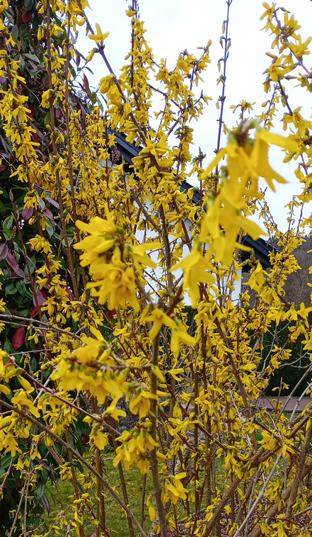 Forsythie