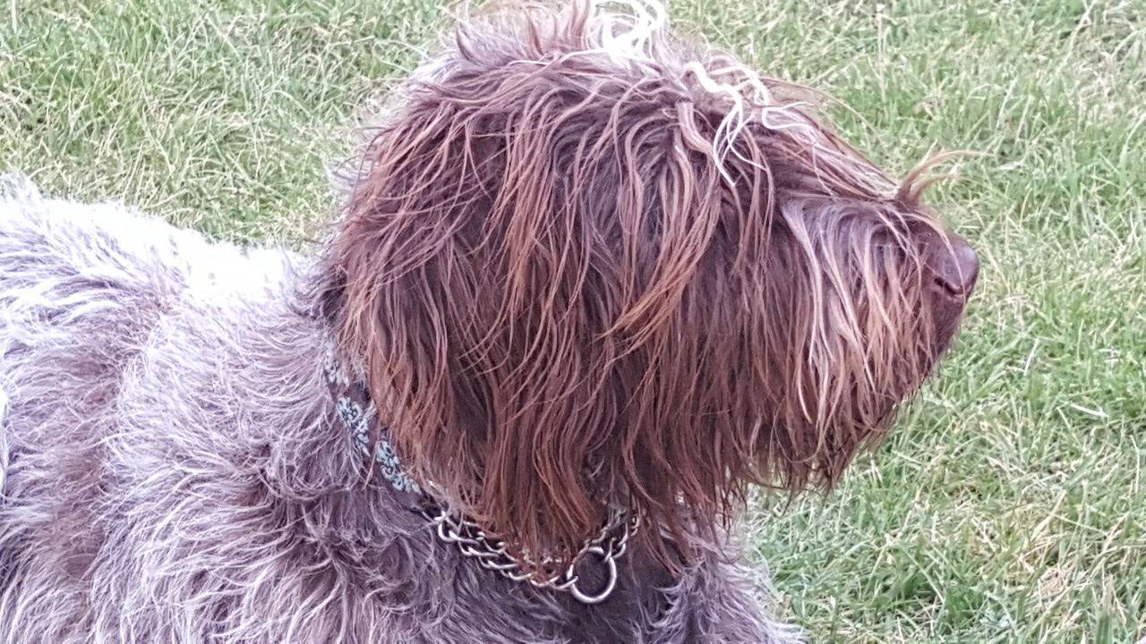 Griff hairy splendor