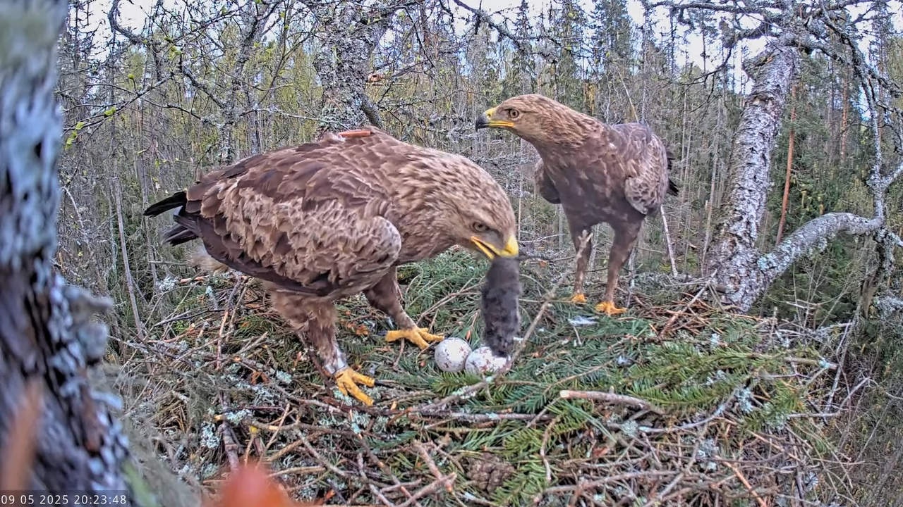Väike-konnakotkas __ Clanga pomarina __ Lesser Spotted Eagle 13-59-48 screenshot